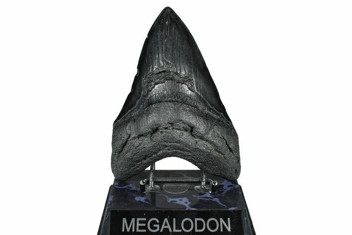 Huge Fossil Megalodon Tooth - South Carolina #371753